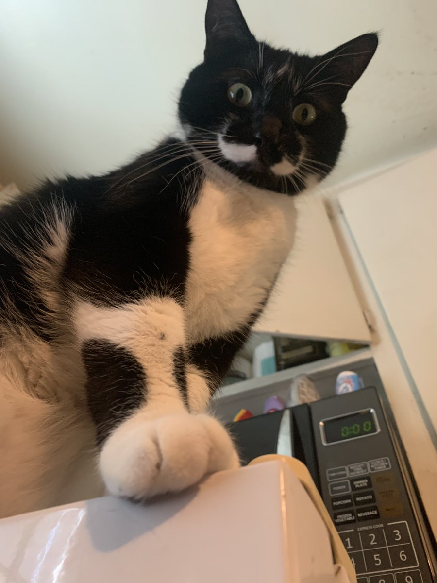 ☭︎Kytten☭︎✨(He/Him) (@kyttenattax) on Twitter photo 