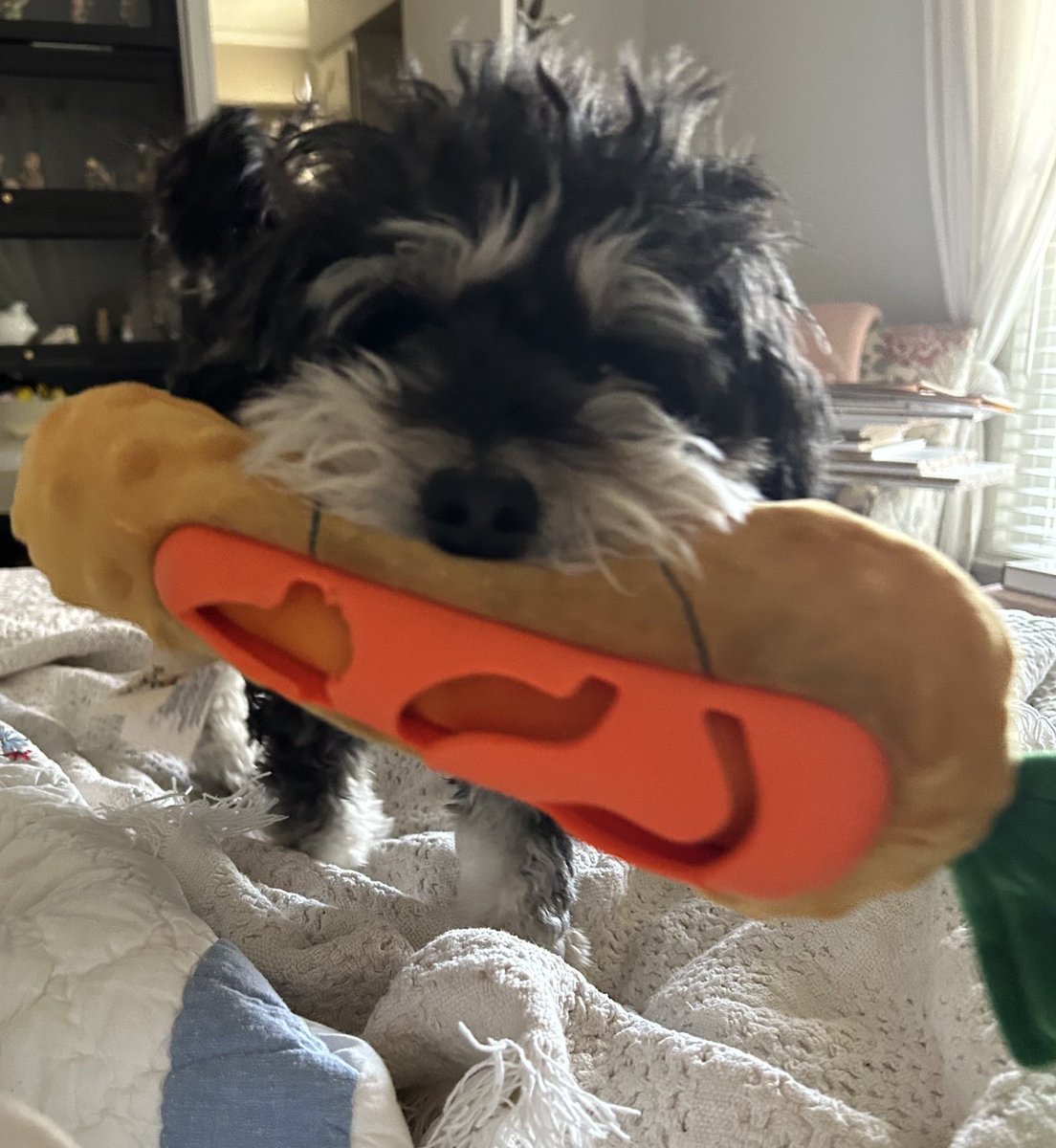 More treats for my carrot? I’m ok with begging 🐾🐾❤️