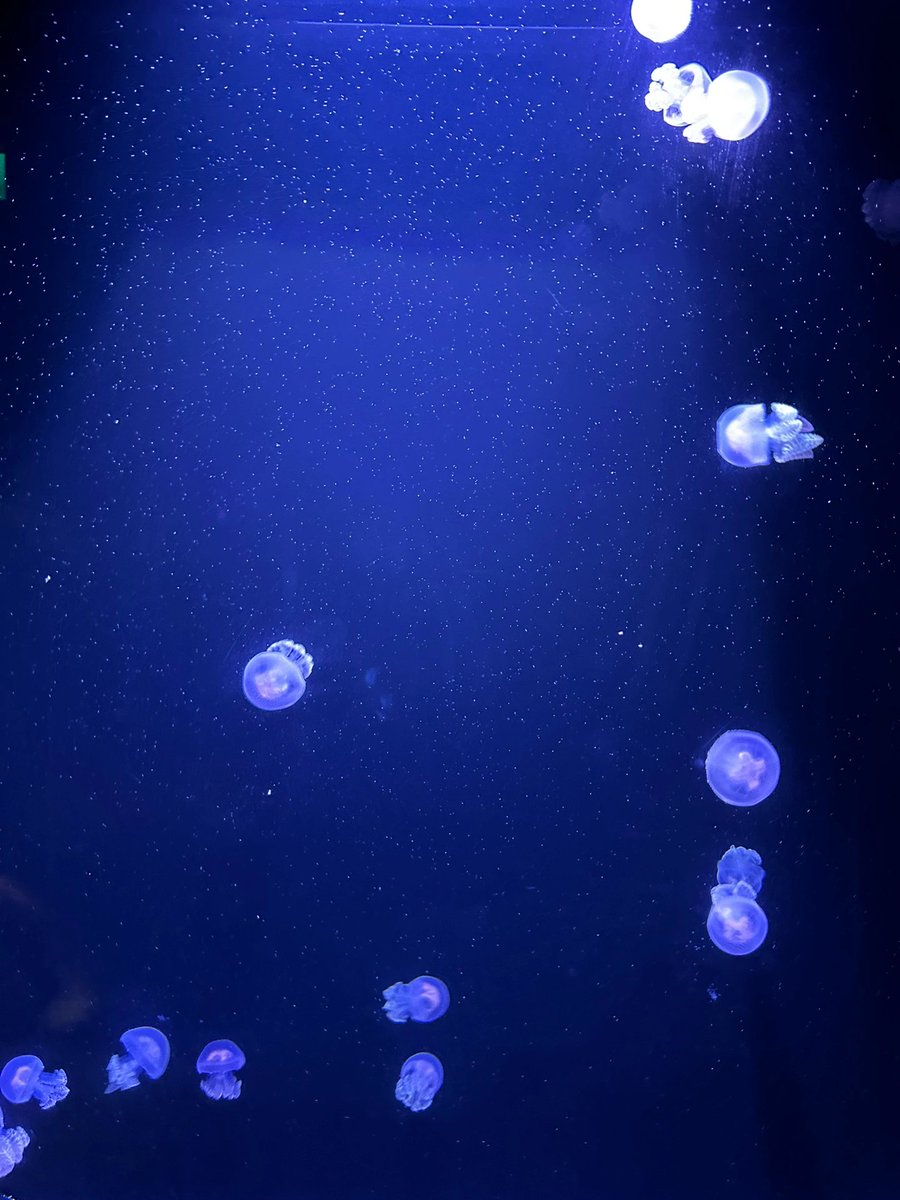 The distance between the Oceanarium and the stage is not very far, so basically following the schedule on the app, you can see all the educational lectures or presentations in one day ......
A particularly memorable one is the Dolphin Presentation.