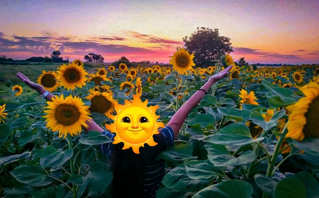 So ayun na nga, kahapon lumabas ako para magbike, tapos nakita ko tong sunflower field. Naalala ko agad si <a href="/anjisalvacion/">anji</a> at ang mga batang may laban na Sunshines.
Ayun, wala lang. SKL. Hahaha

ASAParaiso SI ANJI
#AnjiSalvacion #AnjiParaiso