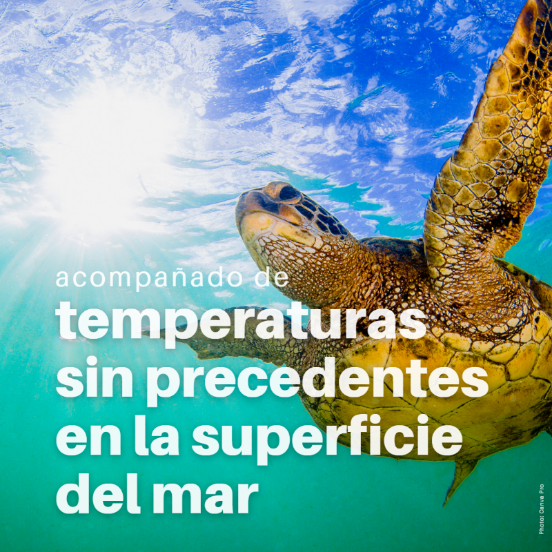 unep_espanol's tweet photo. Olas de calor sin precedentes. ⤵️
Incendios forestales devastadores. ⤵️
Deshielo marino sin precedentes.⤵️

Junio de 2023 acaba de ser declarado el mes más caluroso de la historia conocida, un duro recordatorio del recrudecimiento del impacto del #CambioClimático y de El Niño.