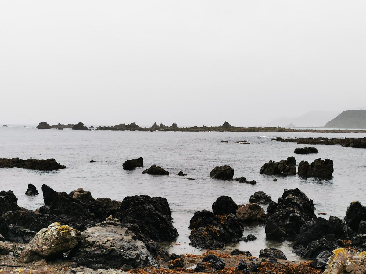 WildBayNZ's tweet photo. 2/2
  There were a few cars that passed by, 1 runner and no other walkers. It's this type of walk i enjoy &amp; miss doing. There was need to rush, just a steady amble with nothing to worry about.
#Walks
#SouthCoast
#BreakerBay https://t.co/SqyGIPwv6P