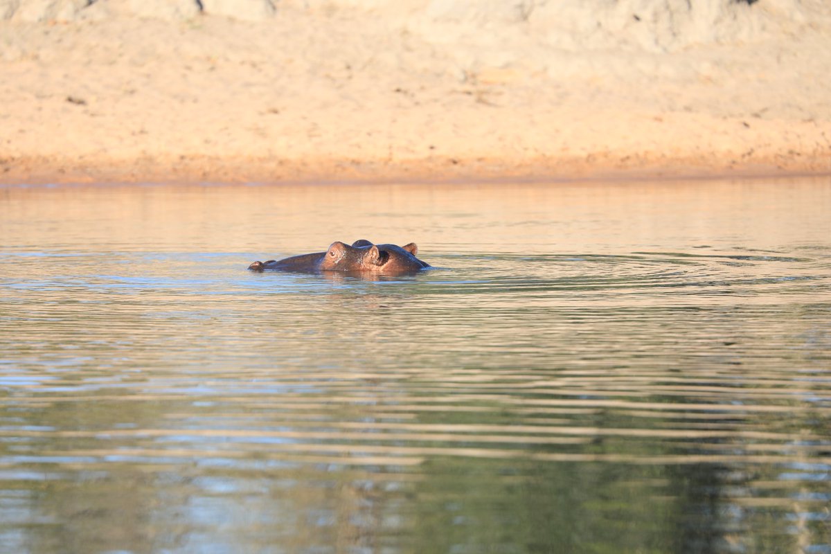 Nzingwa Hippos Pool, Chunya - Mbeya Unlock the southern highlands hidden germs with us. Bwawa la Viboko Nzingwa, Chunya - Mbeya Bookings Email: chikandasafaris@gmail.com Sms/Call/whatsap 0783545464