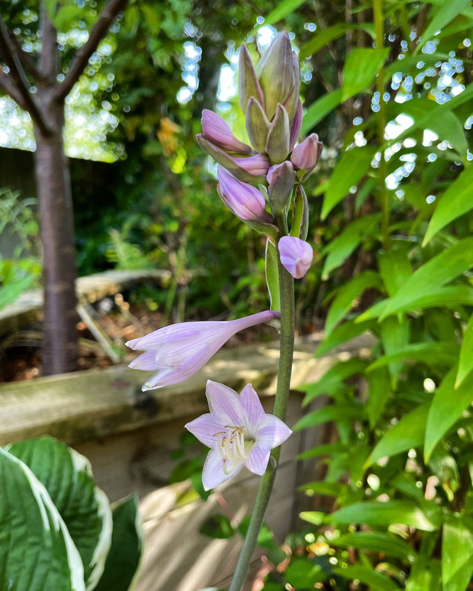Stifyn1's tweet photo. Bloom #blodeuo #garden #naturephotography #summer #july #sunday https://t.co/t98DdGFcim