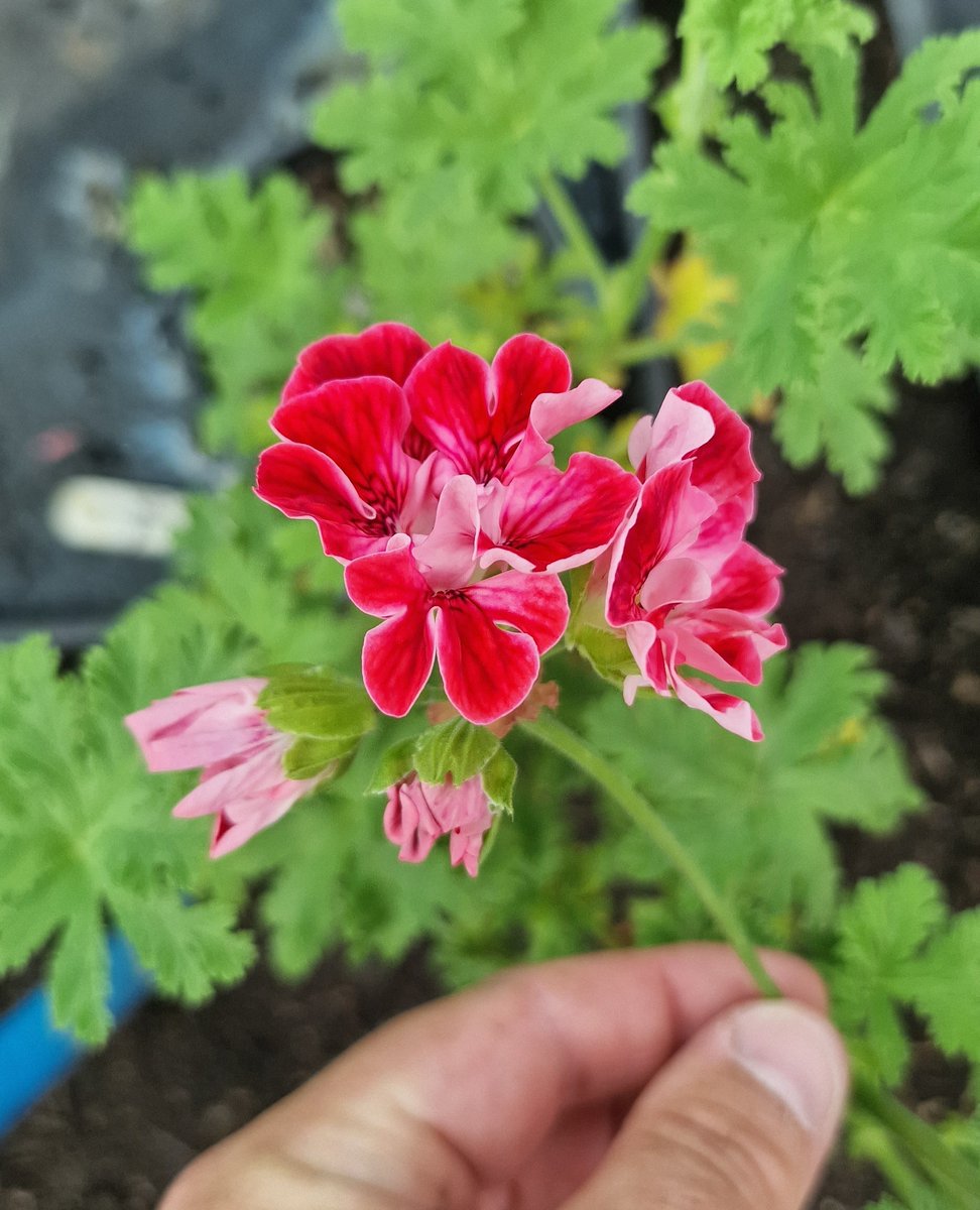 Thought I had lost this one to the frosts! This is a Unique Pelargonium called 'Mons Ninon'  - it has been around for a while (1800s) and has crimson frilled flowers and has a scent to the leaves.

#gardeninglove #gardeningisfun #gardeningfun #happygardeninglife #mygardenlife