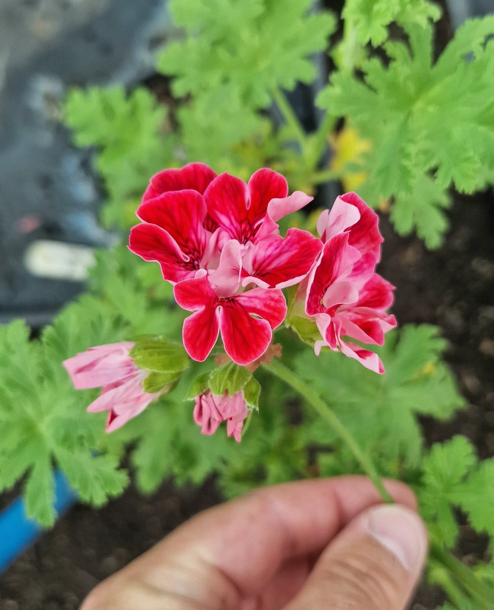 growmadsteven's tweet photo. Thought I had lost this one to the frosts! This is a Unique Pelargonium called 'Mons Ninon'  - it has been around for a while (1800s) and has crimson frilled flowers and has a scent to the leaves.

#gardeninglove #gardeningisfun #gardeningfun #happygardeninglife #mygardenlife https://t.co/PhzE1va1sB