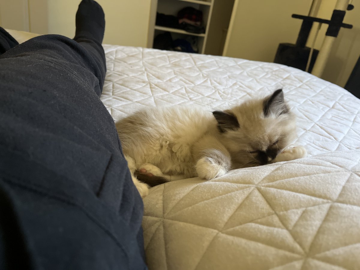 PaulScelus's tweet photo. Kitty pics! https://t.co/4czKjVvwTp