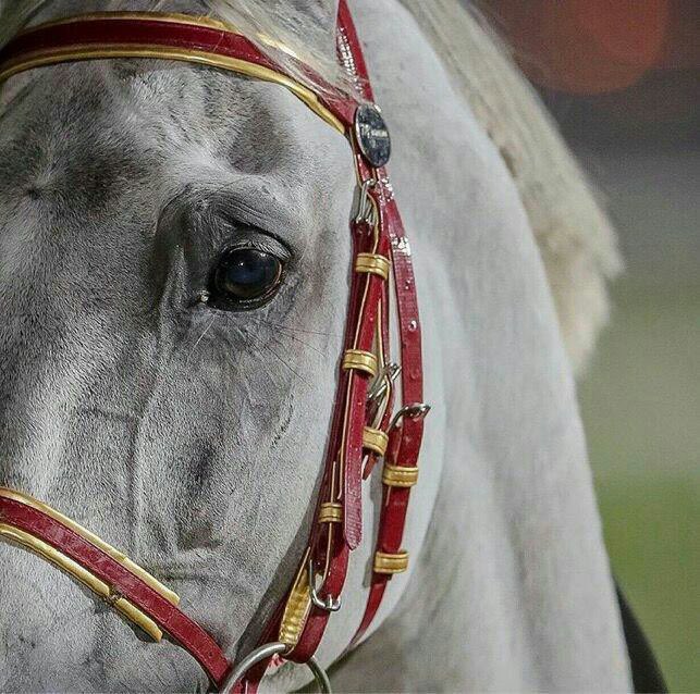 ماتذرف الغيمة مطر الا من الجرح القديم
 وش حيلة اللي لو حكى عوّد ولا كنّه حكى

و أستوطنت ذكراك بالي كنّها دمعة يتيم 
اليا تذكرها بكى . . واليا تحاقرها بكى 

راقت 💐💐