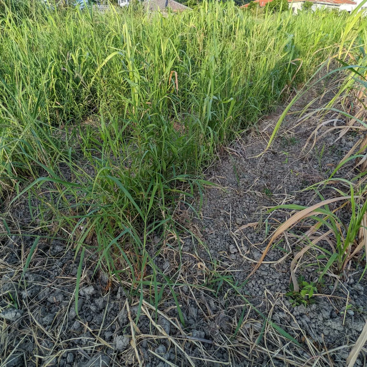 LiWH_RawSugar's tweet photo. ⑧さとうきび畑になるまで。
昨日に引き続き雑草抜きです🌱🗽
今の気温、日光感だと4時間が体力的にも、熱中症にならないラインかも😳
残りは5列半・・・・まだまだある🙄
#LiWH #黒糖工房LiWH #沖縄県産黒糖 #黒糖 #沖縄黒糖 #rawsugar #brownsugar #雑草 https://t.co/9hMGEHlQTX