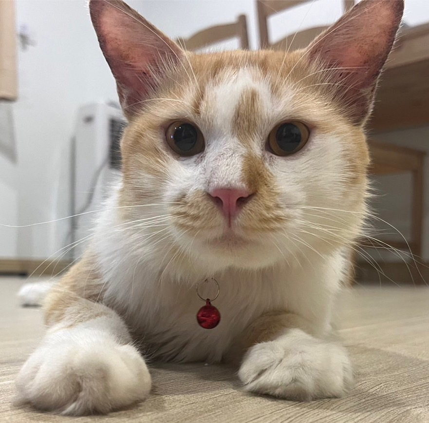CatsterClub's tweet photo. 📌หาบ้านให้น้องแมวค่ะ📌
เปอร์เซียผสมน่าจะประมานขวบสองขวบ
น้องขี้อ้อนมากๆ ติดคนสุดๆ
ยินดีไปส่งกทมและพื้นที่โดยรอบค่ะ
ขอคนที่สามารถติดต่ออัพเดตน้องแมวได้นะคะ
สามารถติดต่อเบอร์ด้านล่างได้เลยนะคะ
พิกัด : กทม ลาดกระบัง
ติดต่อ : Line ja.tnp  0619788452 https://t.co/A7Hb8zaJ2M