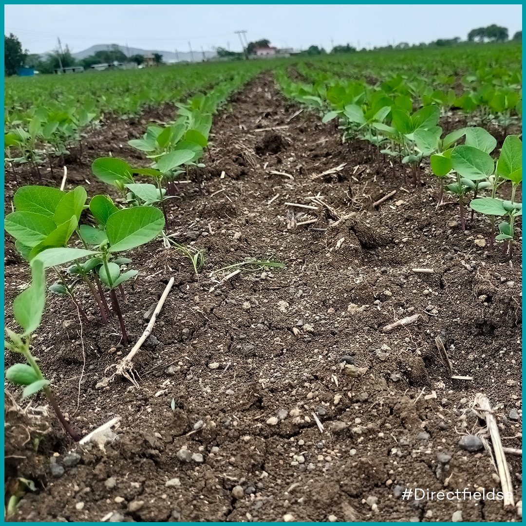 Grow Indigo tweet media