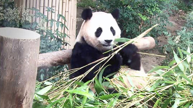 tang__kira's tweet photo. Fu Bao, panda pertama yang lahir di Korea pada Juli 2020, akan kembali ke rumah asalnya di China.

Pada tahun 2015, Korea Selatan &amp; China nandatanganin memorandum dimana kedua negara bekerja sama untuk melakukan penelitian terhadap spesies panda yang terancam punah. https://t.co/CDWFiJ6CGw