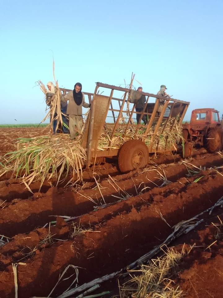 A pesar de las dificultades los productores cañeros del municipio de Calimete no se detienen en el empeño de cumplir con el plan de siembra de caña.
#MatancerosEnVictoria 
#CalimeteEnVictoria