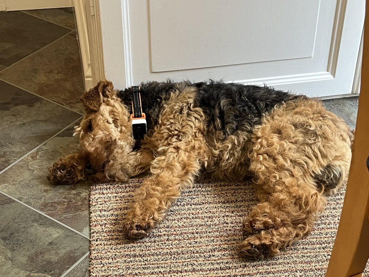 Napping while da hoos have breakfast