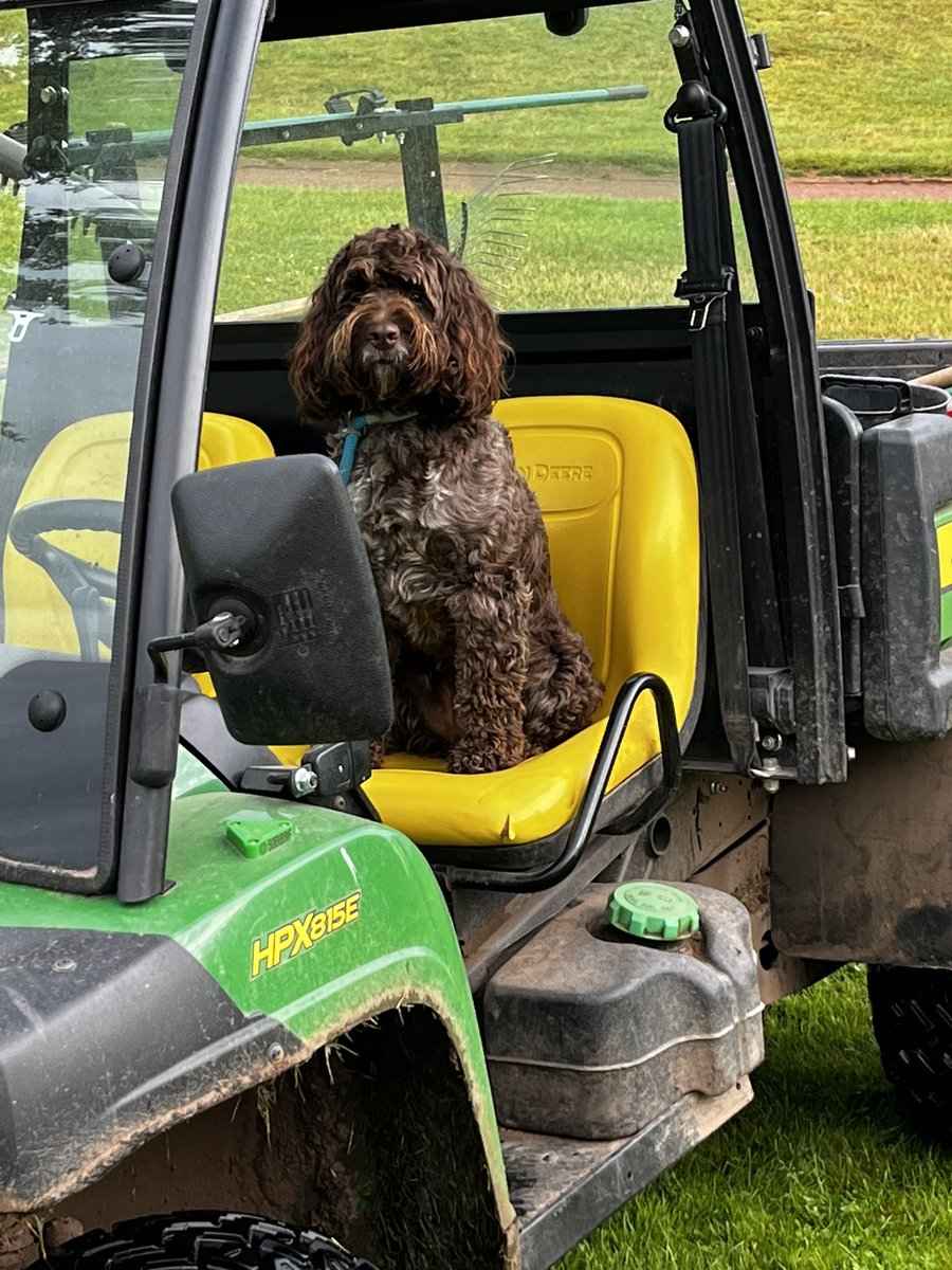 NatskiNatski73's tweet photo. @DogsOfTurf @dogsatcricket @sgc_members Teddy the Cockerpoo on setup this morning #cockerpoolife https://t.co/zBtoXKodhW