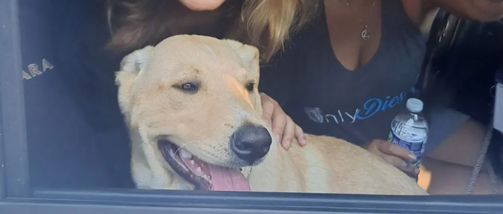 lucasjcanning's tweet photo. A plague on every single man &amp; woman in your dept., @LorainPD, until you fire &amp; have Elliott Palmer prosecuted to the fullest extent of the law.  

When you predictably flip the public the bird, know that there is a Hell, &amp; each of you is eligible to go. 😐😡

#JusticeforDixie 💔 https://t.co/TfGoVowQ1Y