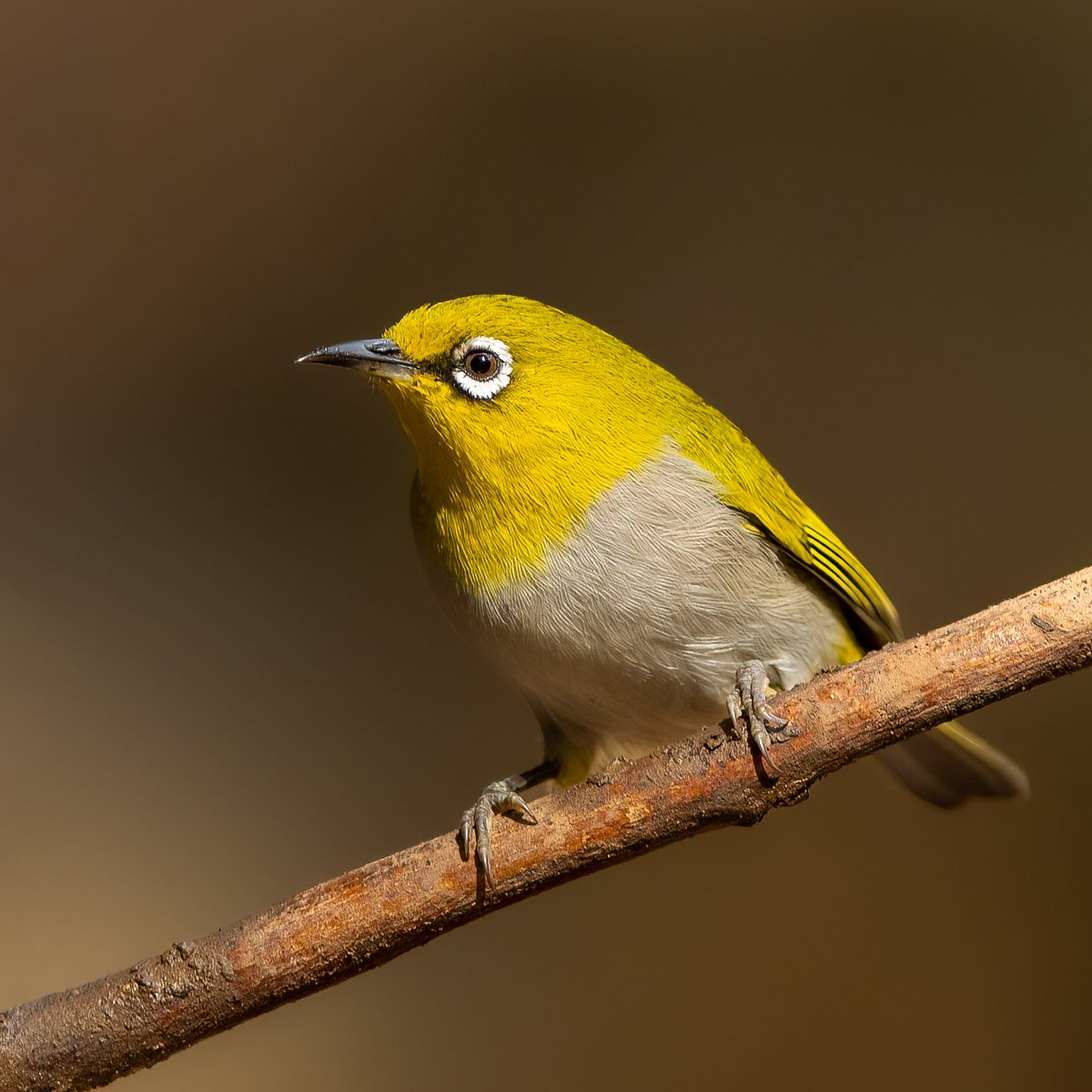 ZahranCR's tweet photo. Beauty 🙂

Indian White eye in Margalla Hills National Park https://t.co/8yioiljoxC