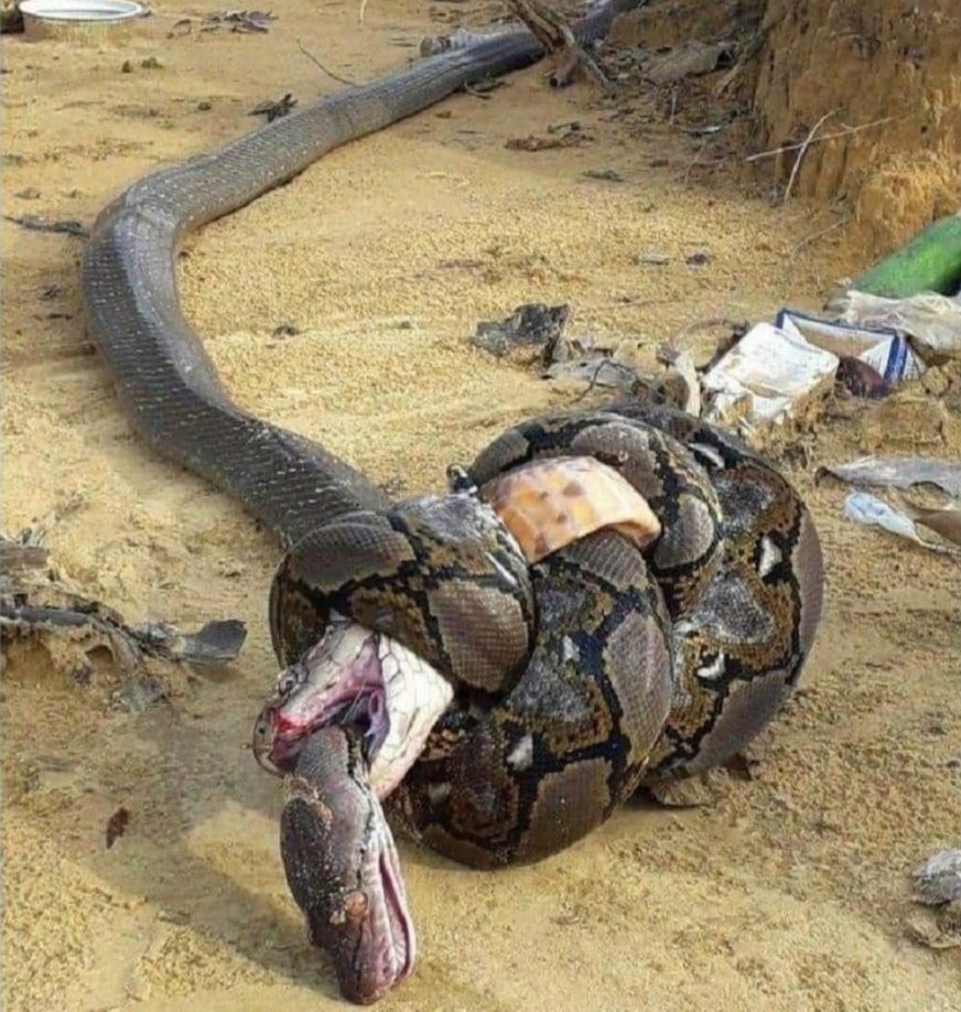The Python suffocated the King Cobra while the King Cobra bit it. Both snakes died, one from asphyxiation and other from the venom. And that is how we people destroy each other. History is witness to such madness. https://t.co/wVna5axs1y