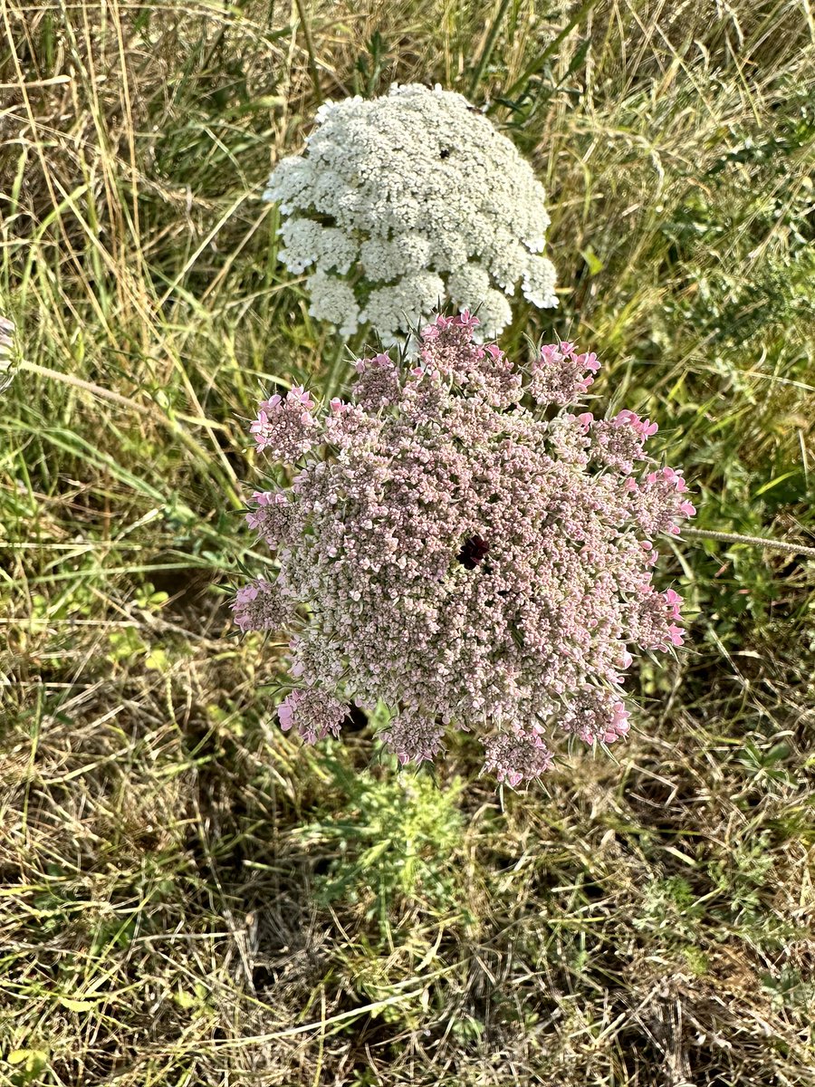 MoniqueKirsch's tweet photo. On my morning walk today 🌺💐😎🌸🌻 https://t.co/WV5gKaZYBi