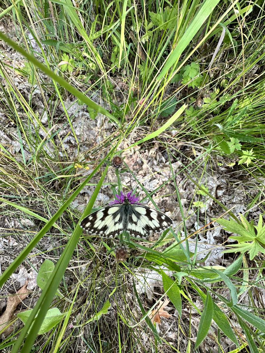 MoniqueKirsch's tweet photo. On my morning walk today 🌺💐😎🌸🌻 https://t.co/WV5gKaZYBi
