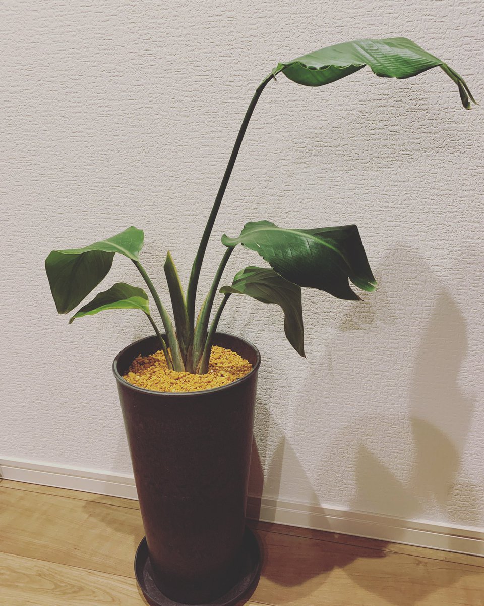 nonlypiano's tweet photo. ストレリチアちゃん。
鉢が狭そうだったので植え替えたいなーと思って、本庄市のsolFlowsさんにお願いしました!
よくない葉っぱもチョキン✂️してもらってお家(鉢)も広くなったので、ここから元気に成長してほしい😭
solFlowsさんありがとうございました😭❤️
#solFlows #本庄 https://t.co/HMLHQBVgUr