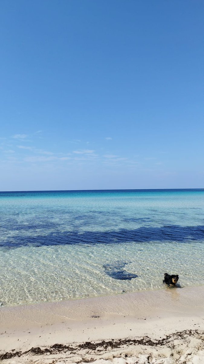 Vita da cani...