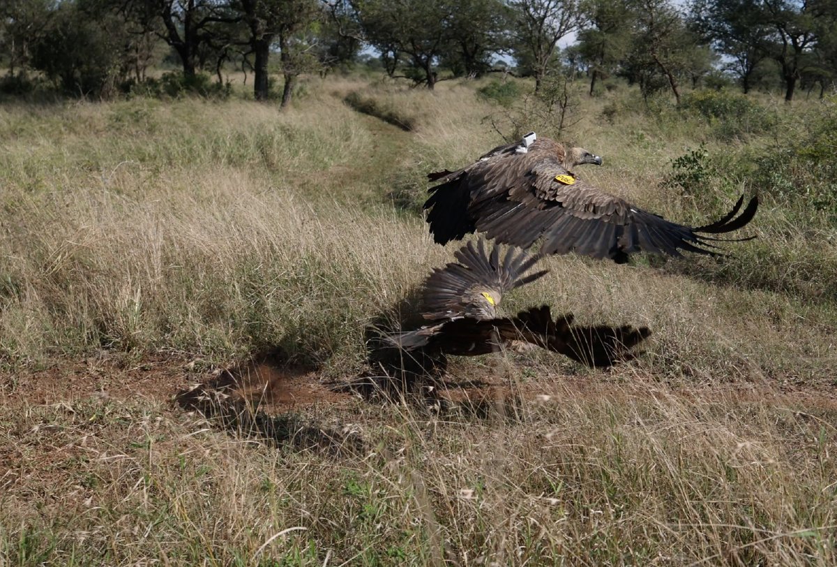 wildtomorrow's tweet photo. Wild Tomorrow is thrilled and proud to have been able to play a role in the recent release of five rehabilitated White-backed Vultures back into the wild in KwaZulu-Natal, South Africa. 🦅
Read the blog post here: https://t.co/BPX1Ql7imA
#WildTomorrow #vulture #conservation https://t.co/WOsXfejypw