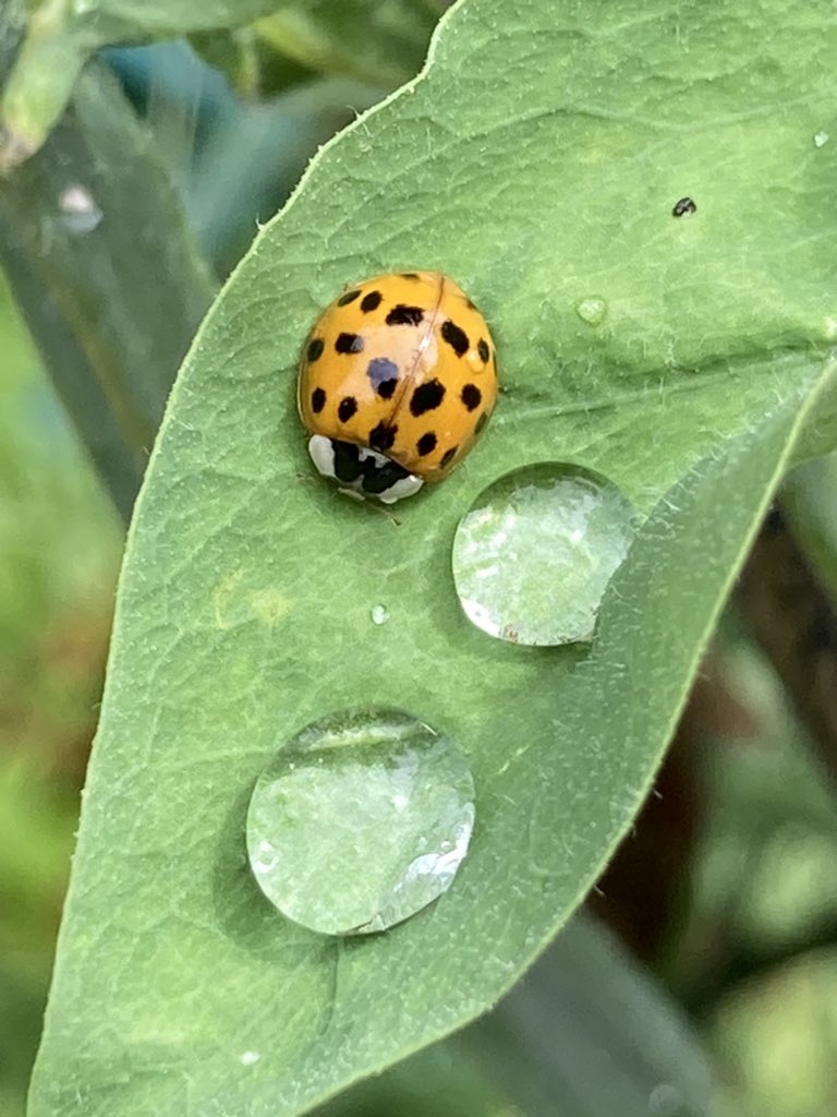 Concordmoose's tweet image. Flora &amp;amp; fauna after the storma. #naturespatterns