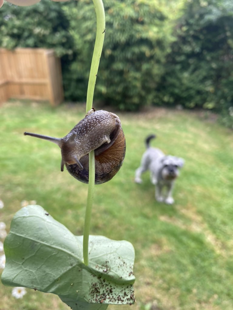 Concordmoose's tweet image. Flora &amp;amp; fauna after the storma. #naturespatterns