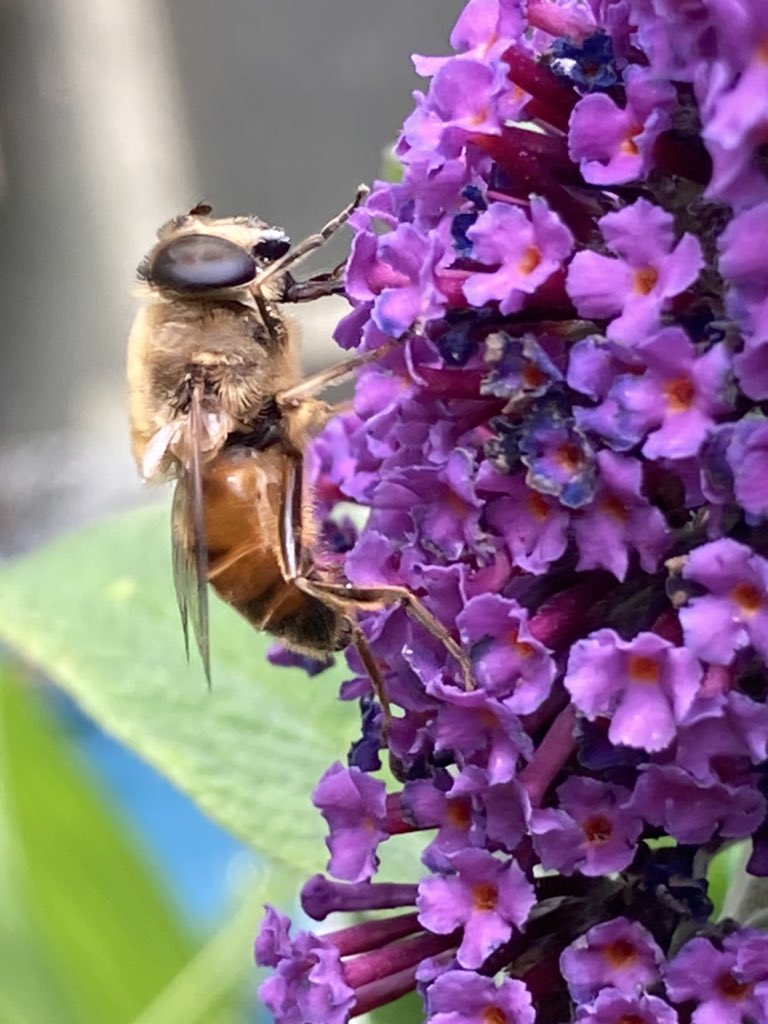 Concordmoose's tweet image. Flora &amp;amp; fauna after the storma. #naturespatterns