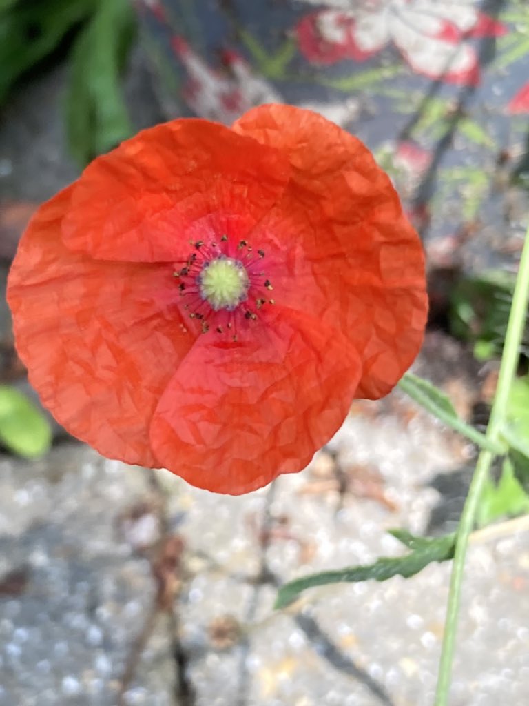 Concordmoose's tweet image. Flora &amp;amp; fauna after the storma. #naturespatterns