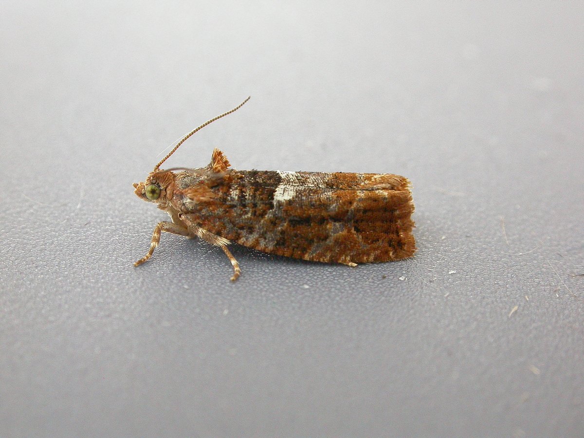 AndyTrout3's tweet photo. 232 moths of 84 species trapped overnight.
2 Eperminia aequidentellus new for the garden, and my second Dewicks Plusia here. Other migrants were 4 Silver Y and a single Rusty-dot Pearl. @MigrantMothUK 
Eudemis profundana one of several species new for the year. https://t.co/zUudVWDBuZ