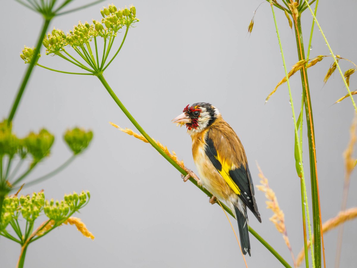 Goldfinch in the rain, Inverness
OM1 and Olympus 100-400