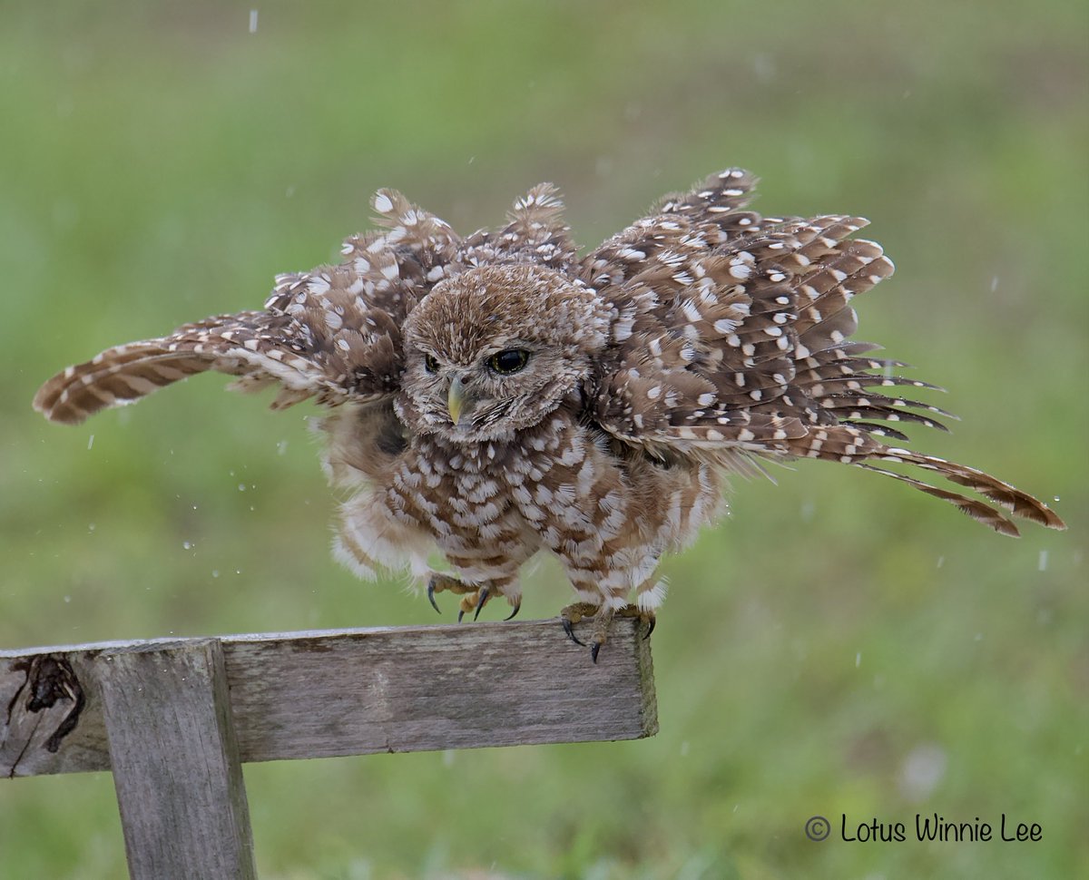❤️🦉💕My love for Owls: I simply love the Burrowing Owls, such unique, adorable, curious & fun creatures! I want to share a  picture of this Owl dancing in the rain, that incredible enchanting moment was once in a life time! ❣️🦉💚 #burrowingowl #owl #birdwatching #wildlife