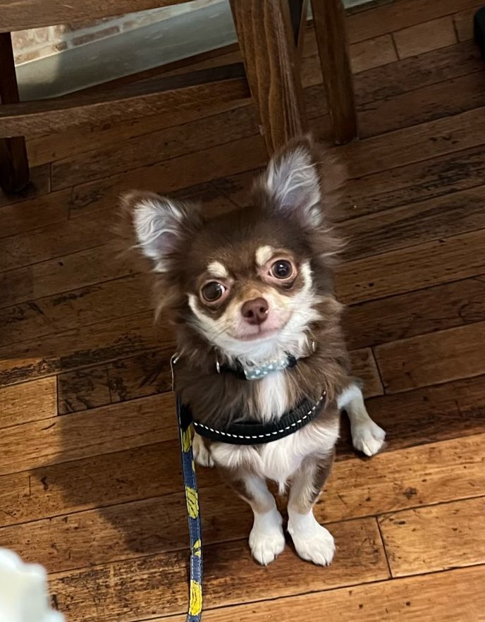 散歩中、マダムが
👵「犬？猫？ちがう！生まれたての犬だわ！」
だって🤣
チワワなのによく猫に間違われるのなぁぜなぁぜ？
＃チワワ