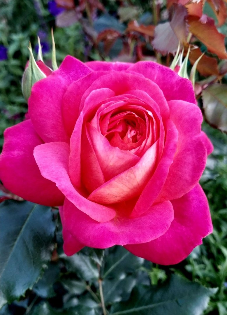 Розы цветут.