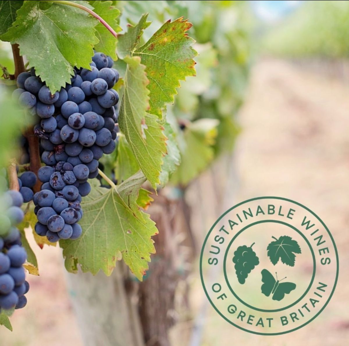 Chet Valley Vineyard tweet media