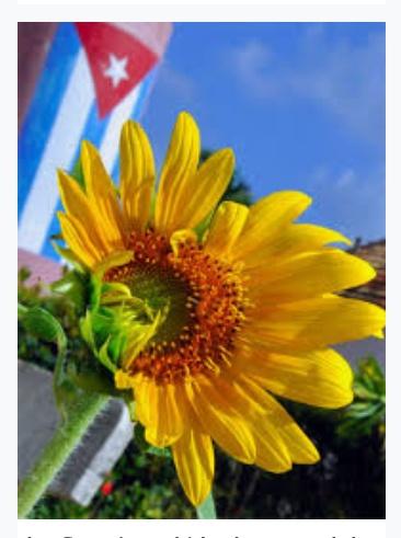 ¡🌻Buenos días🌻! Gracias por dejarme ser parte de tu vida #Cuba Espero que tengas un bonito #Domingo #IslaRebelde