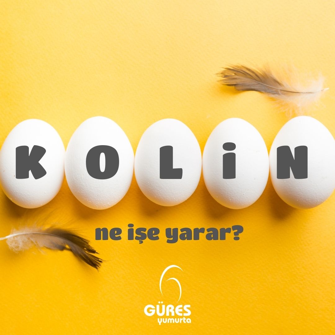 Yumurtanın içinde de bol miktarda bulunan kolin, B vitamini grubundan bir parçadır. Besin dünyasında hafıza vitamini olarak da bilinen kolin metabolizma, kas ve sinir sistemi ya da beyin gibi konularda oldukça önemli bir rol oynamaktadır. 

#GüresYumurta #kolin #kolininfaydaları