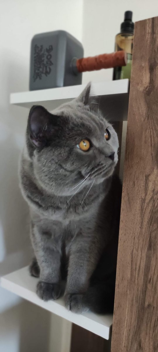 suleymanccelik's tweet photo. Kedi dostumuz kayboldu.  Ares adını biliyor ve seslenince bakıyor, British Erkek 2 buçuk yaşında 6-7 kilo civarı, çipi var, Çankaya İlker Mahallesi civarında kayboldu 05.07.2023 sabah erken saatlerde kaybolduğunu düşünüyoruz. Yaralı olabilir. https://t.co/ORBJ8mXc48