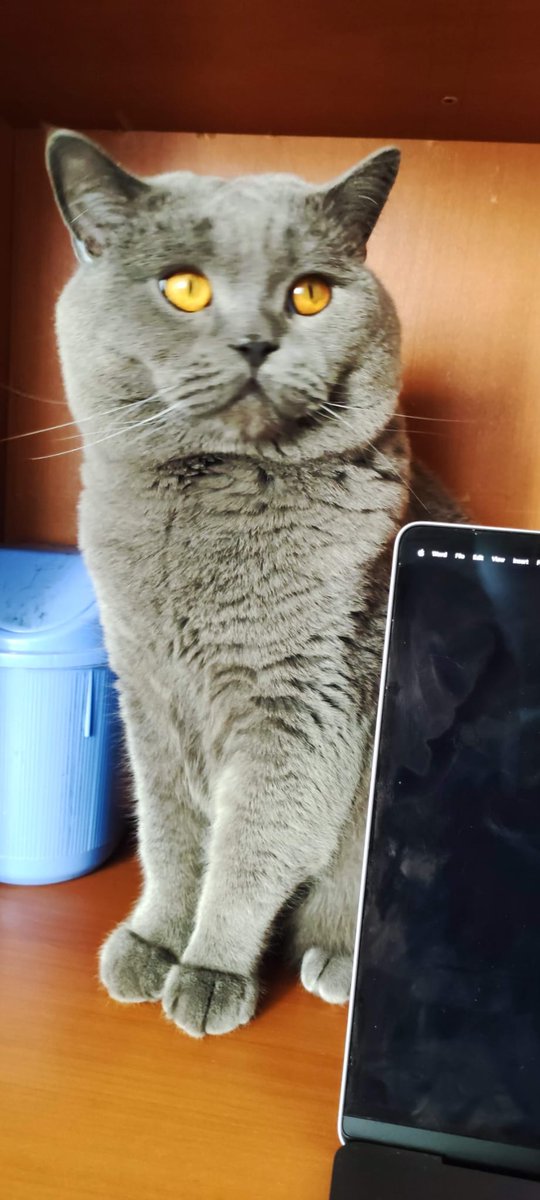 suleymanccelik's tweet photo. Kedi dostumuz kayboldu.  Ares adını biliyor ve seslenince bakıyor, British Erkek 2 buçuk yaşında 6-7 kilo civarı, çipi var, Çankaya İlker Mahallesi civarında kayboldu 05.07.2023 sabah erken saatlerde kaybolduğunu düşünüyoruz. Yaralı olabilir. https://t.co/ORBJ8mXc48