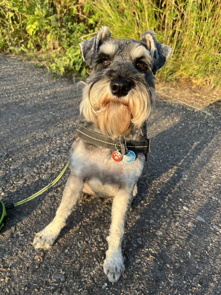 Grant Nicholson (@thatmrnicholson) on Twitter photo Week one of the #onemillionstepschallenge for <a href="/DiabetesUK/">Diabetes UK</a> and we’re behind schedule! Time for me and Teddy to get our steps in! #SundayMorning Week one of the #onemillionstepschallenge for <a href="/DiabetesUK/">Diabetes UK</a> and we’re behind schedule! Time for me and Teddy to get our steps in! #SundayMorning