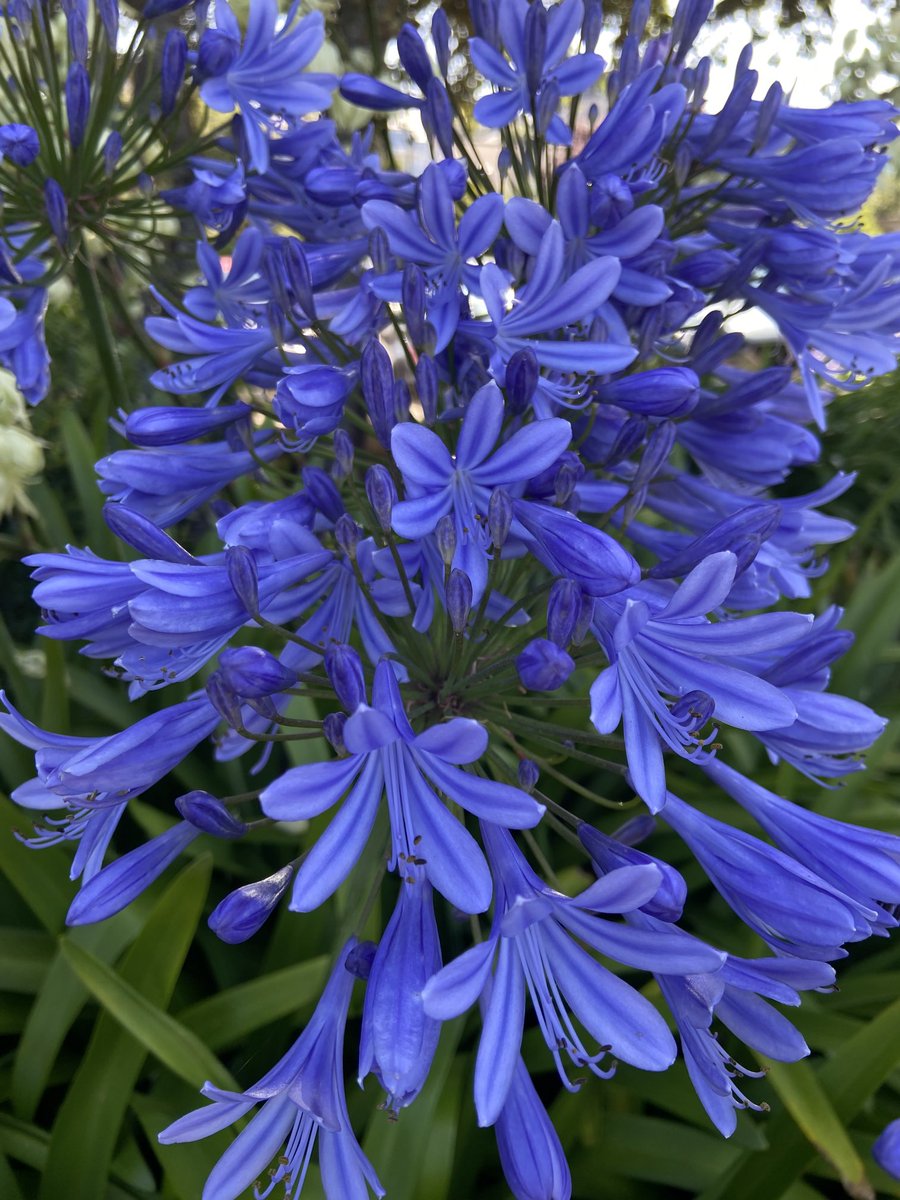 beauvais0619's tweet image. Pour vous, l’agapanthe dans sa somptueuse floraison 🤗 excellente journée à tous 🎶☀️🌺🌸