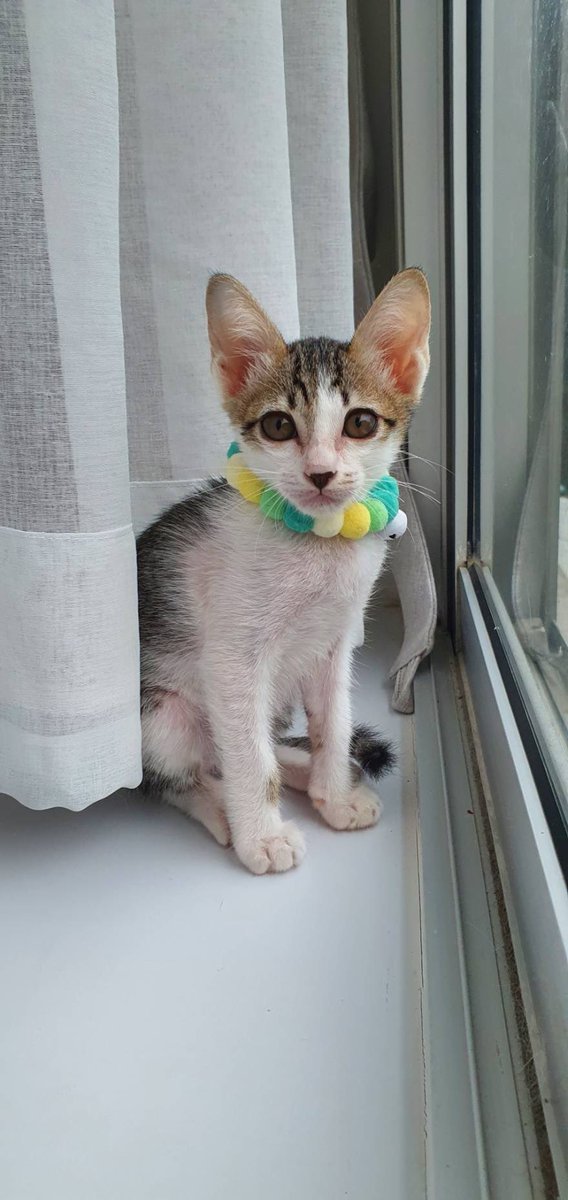 CatsterClub's tweet photo. 🏠หาบ้าน ให้แมวค่ะ🏠
เพศเมีย อายุ 3 เดือน เข้าห้องน้ำเป็น กินง่าย อยู่เป็น อ้อนมากๆ นอนซุกคน เดินตาม
ถ้าชอบแมวพูดๆ ขี้บ่น ตัวนี้คือใช่เลยค่ะ น้องมาจากเครื่องยนต์รถกะบะ น้องติดในนั้น 2 วัน เราเดินผ่านเลยช่วยมา เพราะเสียงร้องของน้อง เราเอามาอนุบาลจนตอนนี้มีพุงน้อยๆแล้ว
พิกัด : รามคำแหง24 แยก18
ติดต่อ : 089-682-7066 อาร์