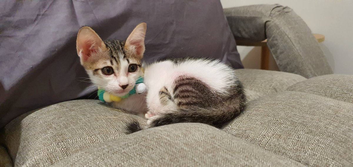 CatsterClub's tweet photo. 🏠หาบ้าน ให้แมวค่ะ🏠
เพศเมีย อายุ 3 เดือน เข้าห้องน้ำเป็น กินง่าย อยู่เป็น อ้อนมากๆ นอนซุกคน เดินตาม
ถ้าชอบแมวพูดๆ ขี้บ่น ตัวนี้คือใช่เลยค่ะ น้องมาจากเครื่องยนต์รถกะบะ น้องติดในนั้น 2 วัน เราเดินผ่านเลยช่วยมา เพราะเสียงร้องของน้อง เราเอามาอนุบาลจนตอนนี้มีพุงน้อยๆแล้ว
พิกัด : รามคำแหง24 แยก18
ติดต่อ : 089-682-7066 อาร์