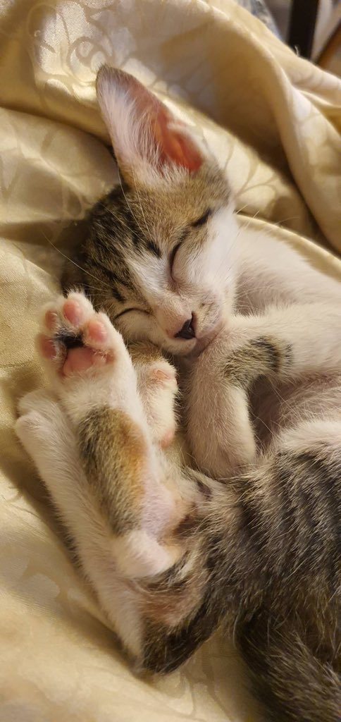 CatsterClub's tweet photo. 🏠หาบ้าน ให้แมวค่ะ🏠
เพศเมีย อายุ 3 เดือน เข้าห้องน้ำเป็น กินง่าย อยู่เป็น อ้อนมากๆ นอนซุกคน เดินตาม
ถ้าชอบแมวพูดๆ ขี้บ่น ตัวนี้คือใช่เลยค่ะ น้องมาจากเครื่องยนต์รถกะบะ น้องติดในนั้น 2 วัน เราเดินผ่านเลยช่วยมา เพราะเสียงร้องของน้อง เราเอามาอนุบาลจนตอนนี้มีพุงน้อยๆแล้ว
พิกัด : รามคำแหง24 แยก18
ติดต่อ : 089-682-7066 อาร์