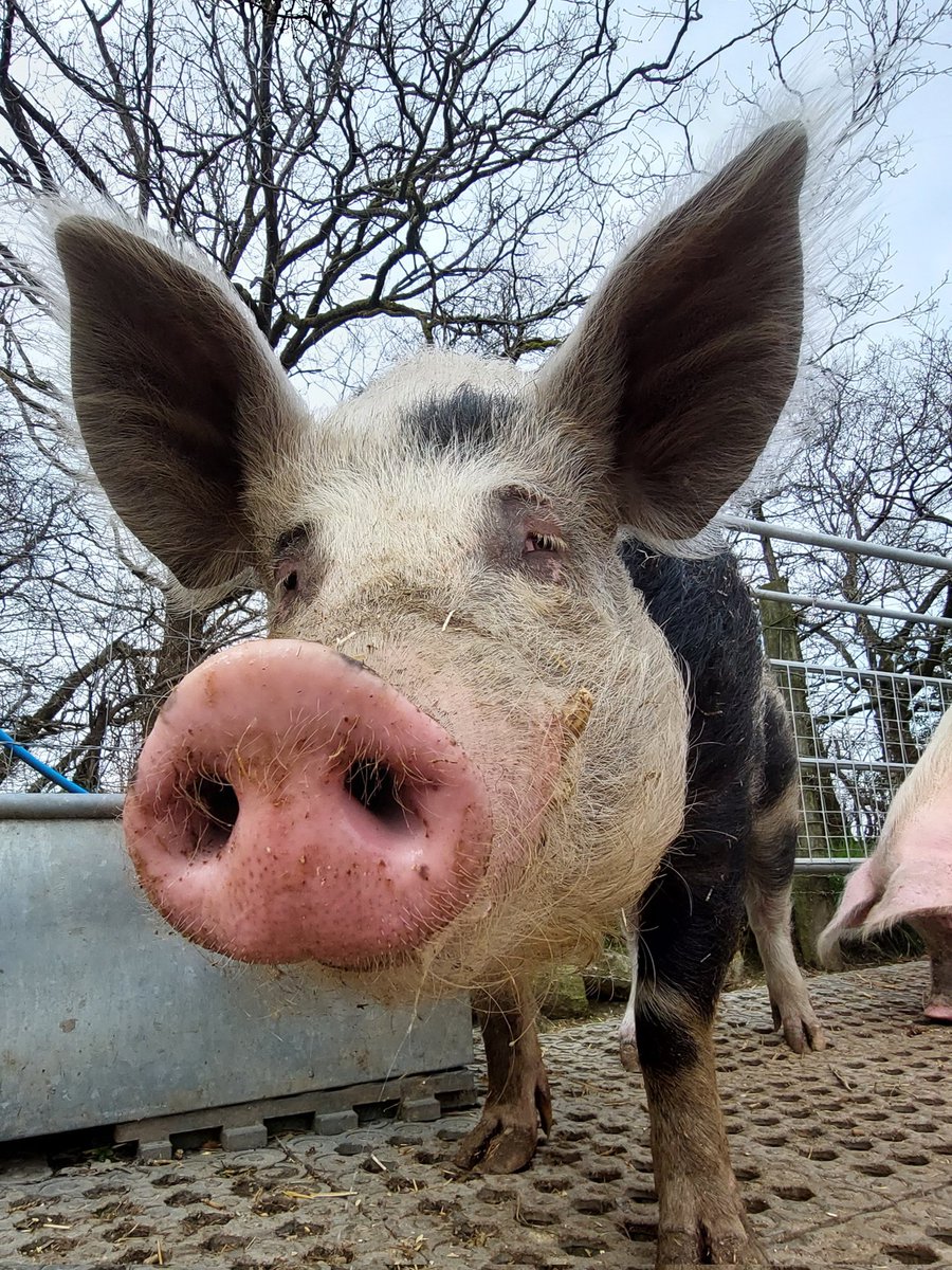 Oreos Oracle
"We can change the world and make it a better place, it is in your hands to make the difference."
If 100s of us come together &amp; give just £2.50/$3.50 a month collectively we can keep the 91+ rescue pigs
<a href="/BTWsanctuary/">Beneath The Wood Sanctuary Ⓥ 𓃟 Pigoneer</a> fed. Join the Pigoneers⬇️
globalvegancrowdfunder.org/pigoneer-2000-…