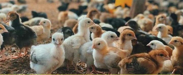 MaisonFermier's tweet photo. La poule kroiler (kuroiler) d'origine indienne c'est une poule qui pond des oeufs locaux, qui est résistante aux maladies et produit de la chair de bonne qualité. @MaisonFermier à partir de juillet 2023 produit désormais 6 000 poussins par mois et va augmenter au fur du temps https://t.co/xzEuGoaCY1