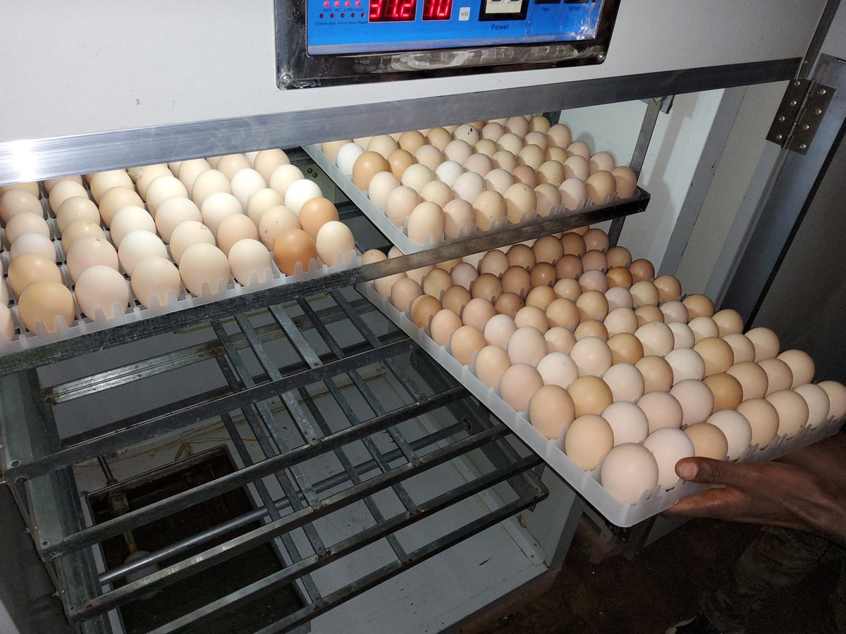 MaisonFermier's tweet photo. La poule kroiler (kuroiler) d'origine indienne c'est une poule qui pond des oeufs locaux, qui est résistante aux maladies et produit de la chair de bonne qualité. @MaisonFermier à partir de juillet 2023 produit désormais 6 000 poussins par mois et va augmenter au fur du temps https://t.co/xzEuGoaCY1