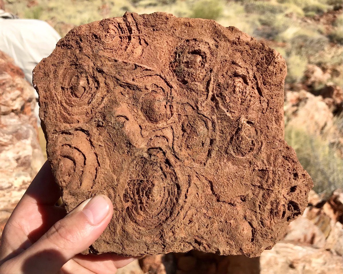 Oldest evidence of life on Earth: 3.4 to 3.5 billion year old stromatolites in the Dresser and Strelley Pool formations, Western Australia. Permits are required to access these geoheritage reserves, and permits were obtained for our visit.